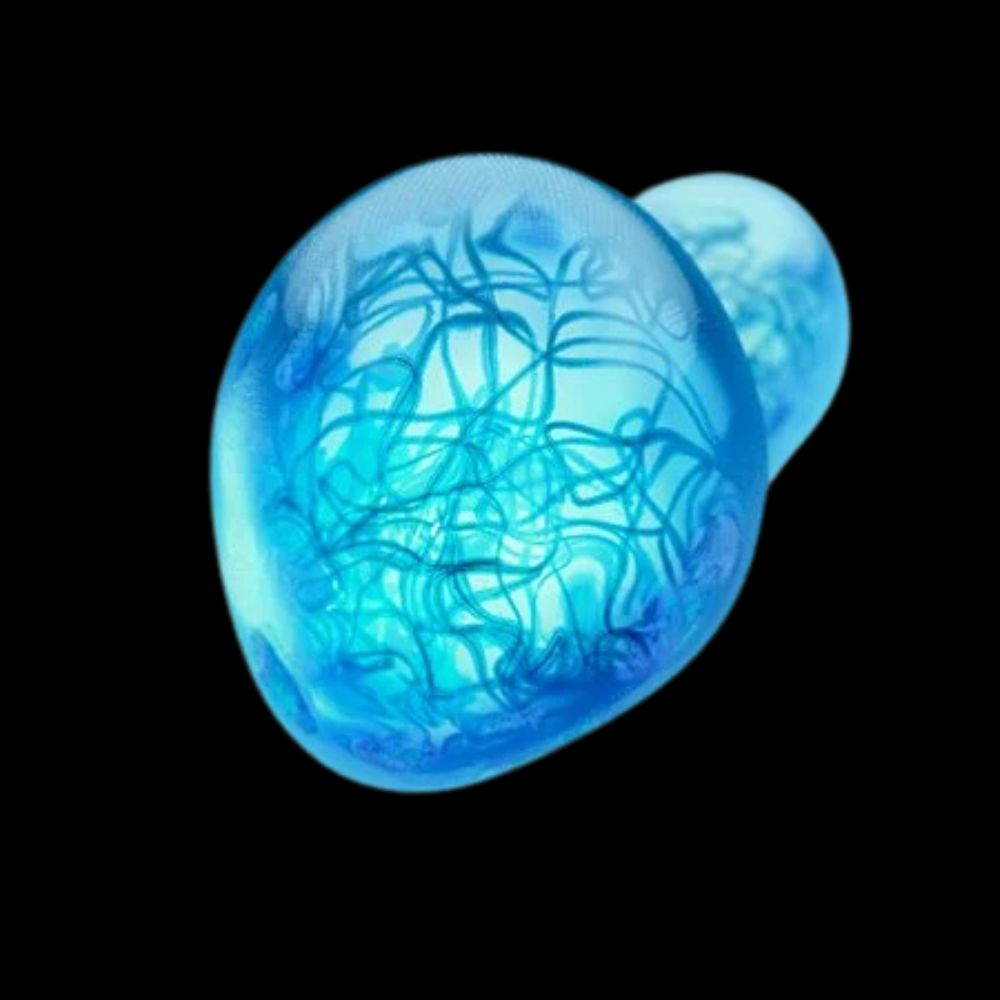 AQUA POSAE FILIFORMIS